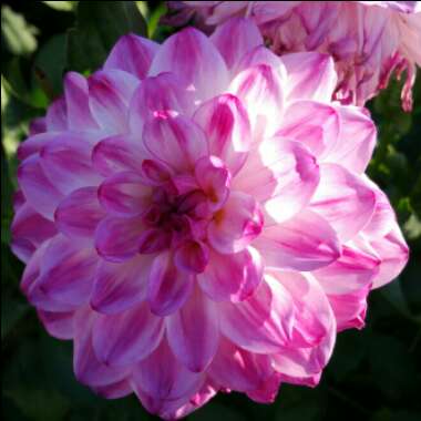 Dahlia