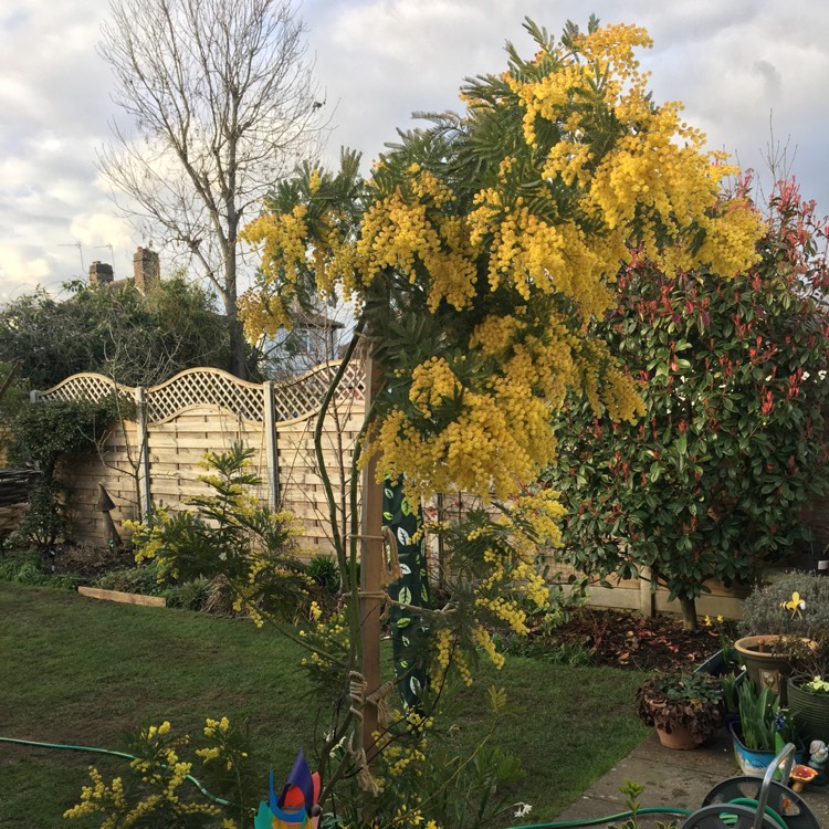 Plant image Acacia