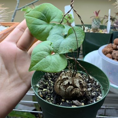 Elephant's Foot