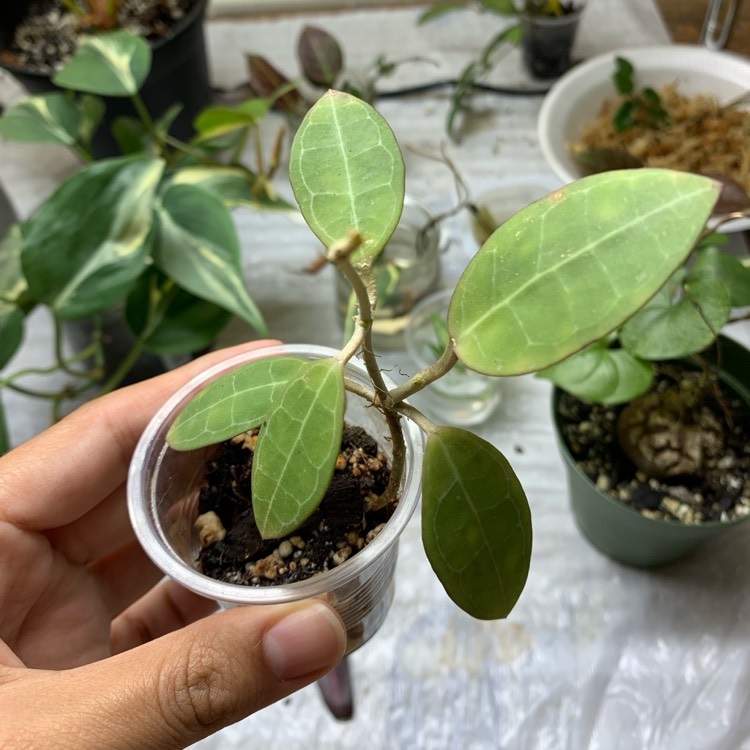 plant image 1536216