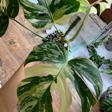 Monstera deliciosa 'Borsigiana Albovariegata' syn. Monstera borsigiana 'Albovariegata'