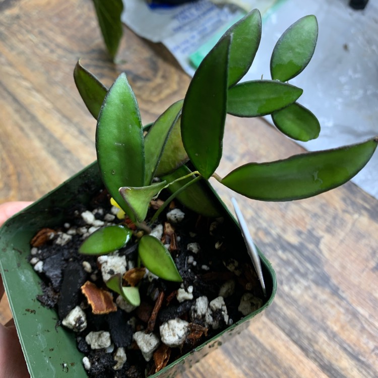 Plant image Hoya ‘Rosita'