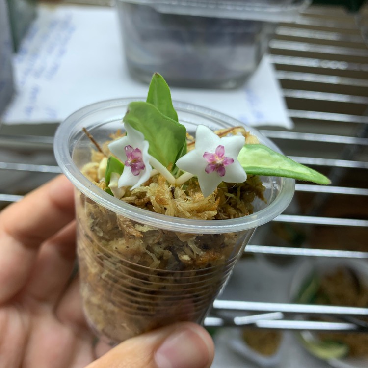 Plant image Hoya Bella Variegata 'Luis Bois”