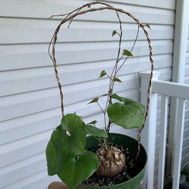 plant image 1539597