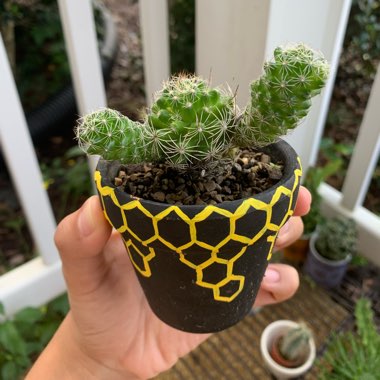 Thimble Cactus 'Gracilis'
