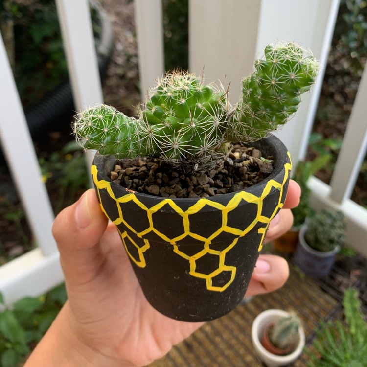plant image 1539598