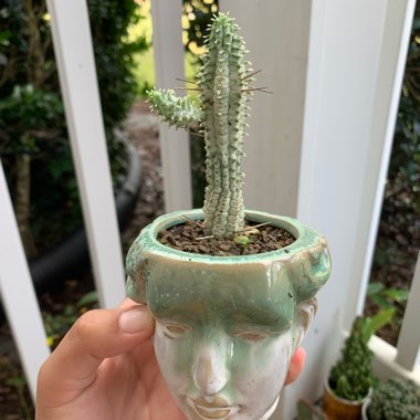 Euphorbia mammillaris 'Variegata'