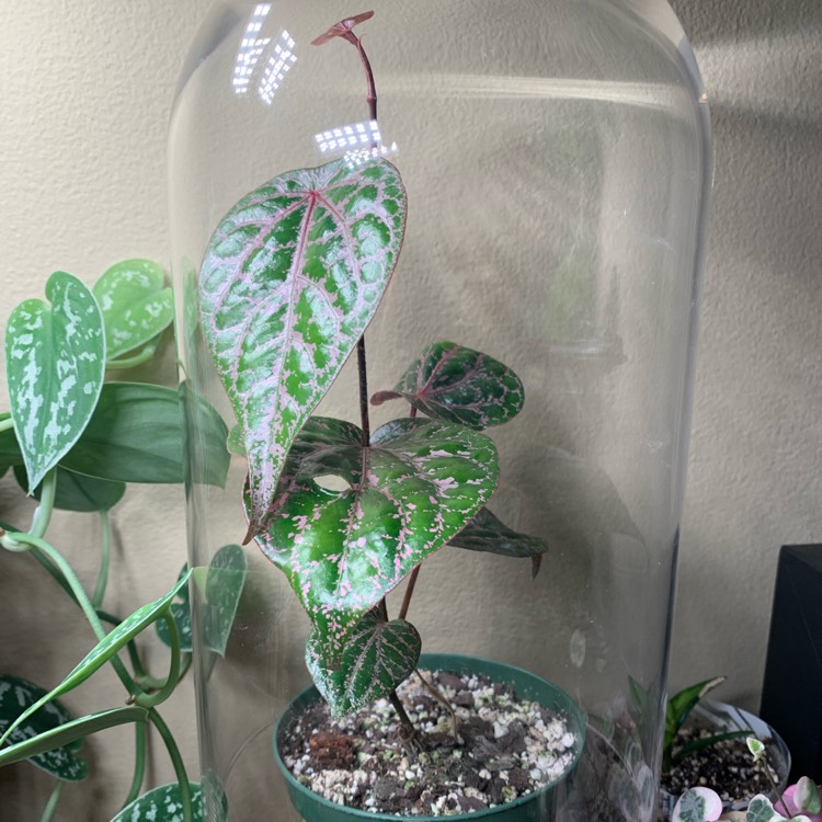 Plant image Piper Crocatum 