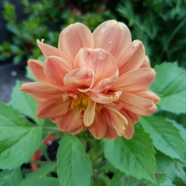 Plant image Dahlia 'Garden Show'