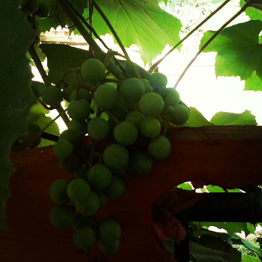 Vitis