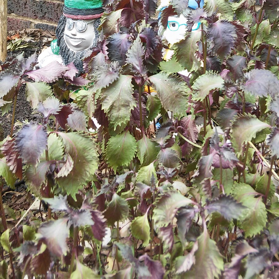 Plant image Perilla frutescens