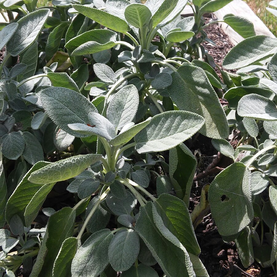Plant image Salvia Apiana