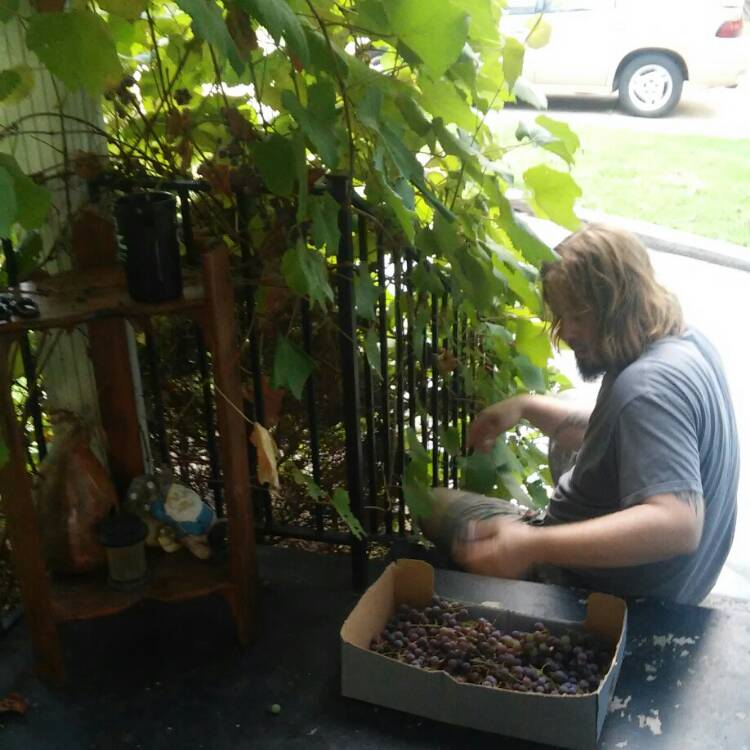 plant image 218383