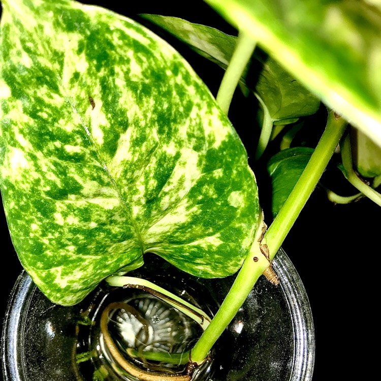 plant image 1364103