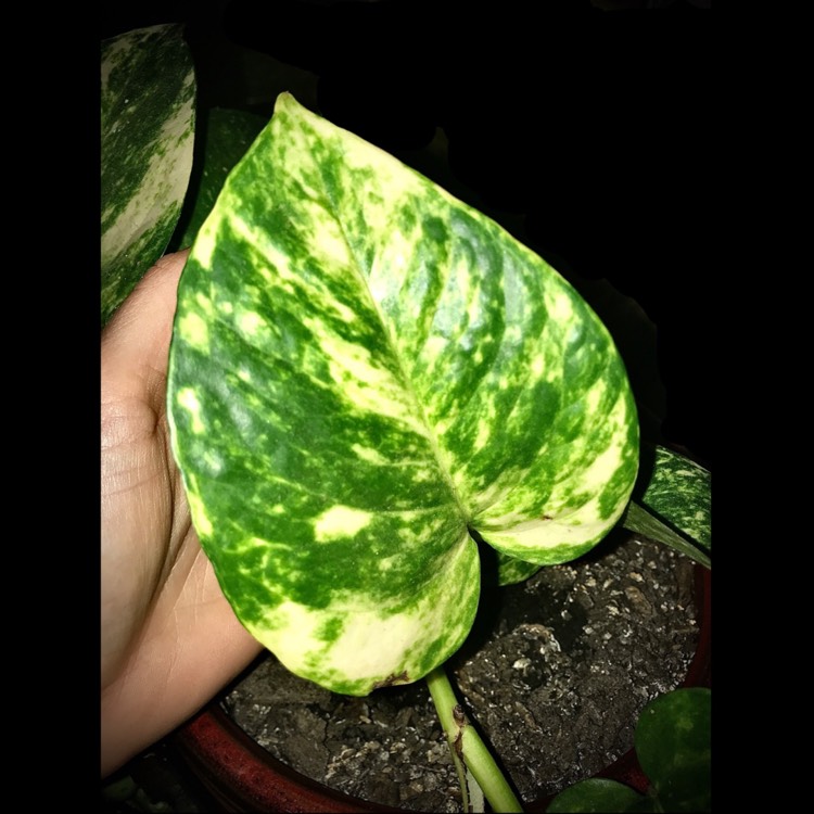 plant image 1364537