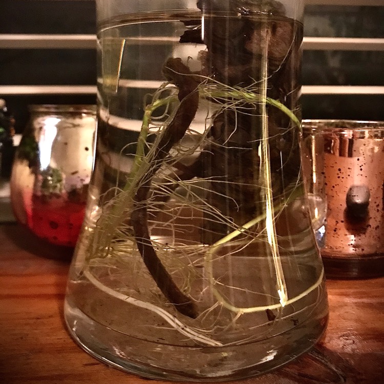 plant image 1366388