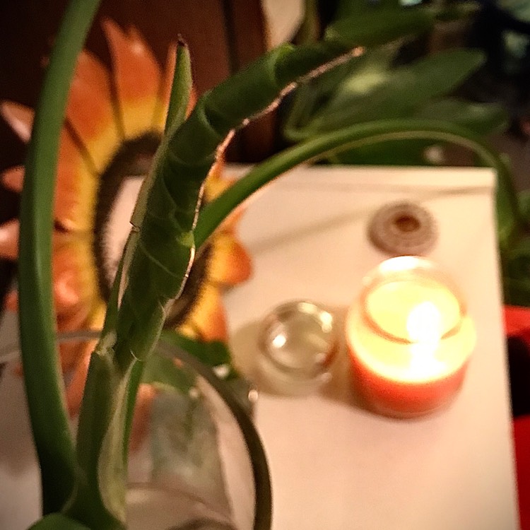 plant image 1366389