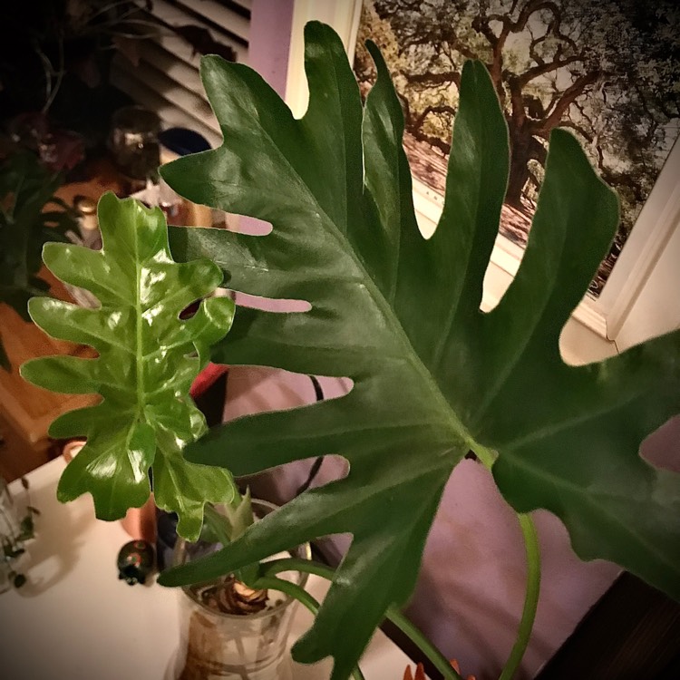 plant image 1366390