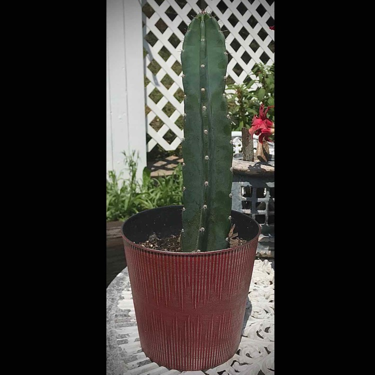 plant image 1370553