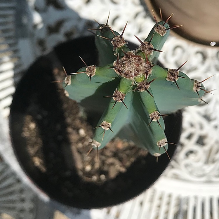 plant image 1370928
