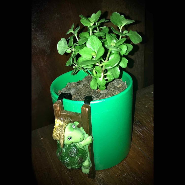 plant image 1382402