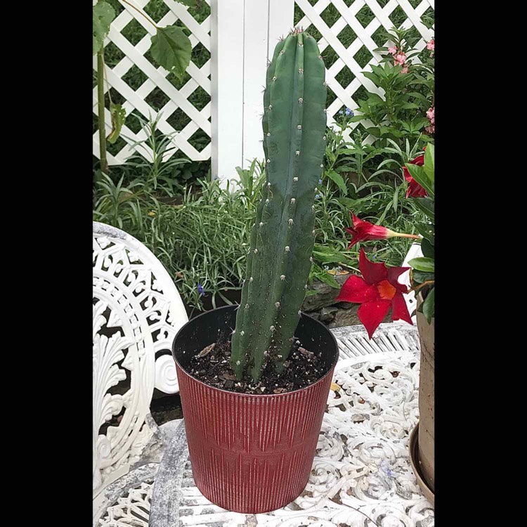 plant image 1385031
