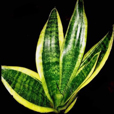 Sansevieria laurentii Trifasciata