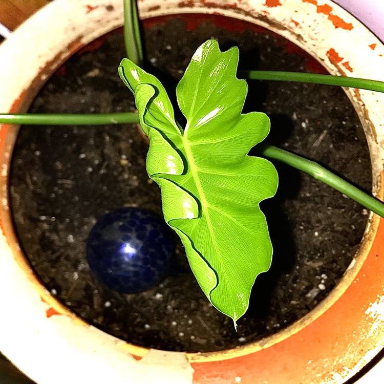 plant image 1470906