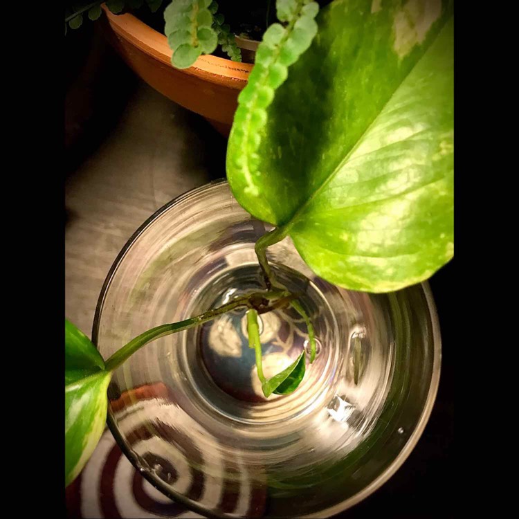 plant image 1470936