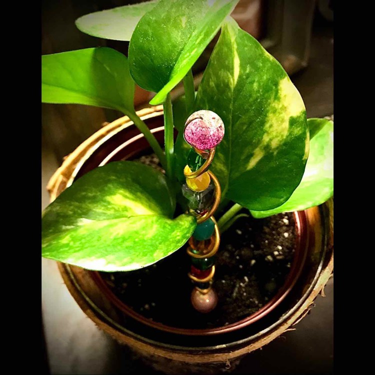 plant image 1470938