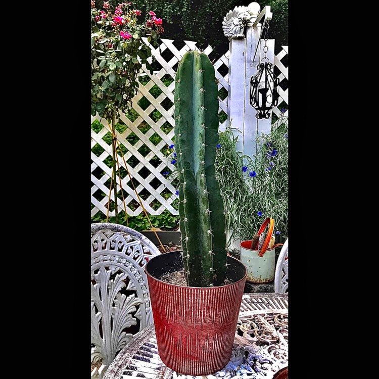 plant image 1495687