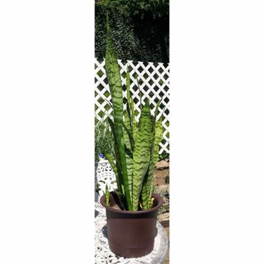 Sansevieria zeylanica