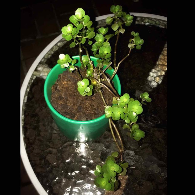 plant image 1505988