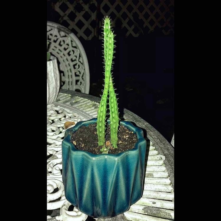 plant image 1505991 plant image 1505991