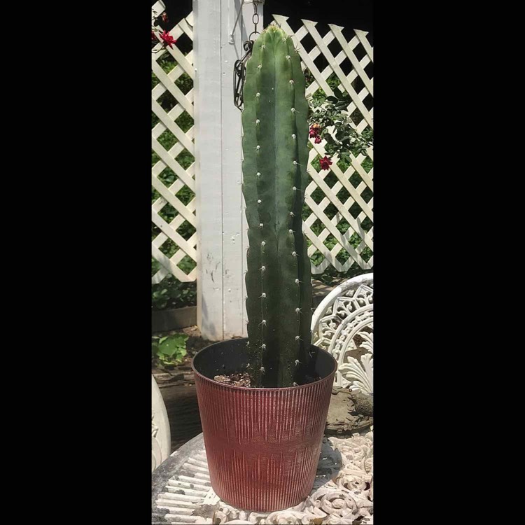 plant image 1510091