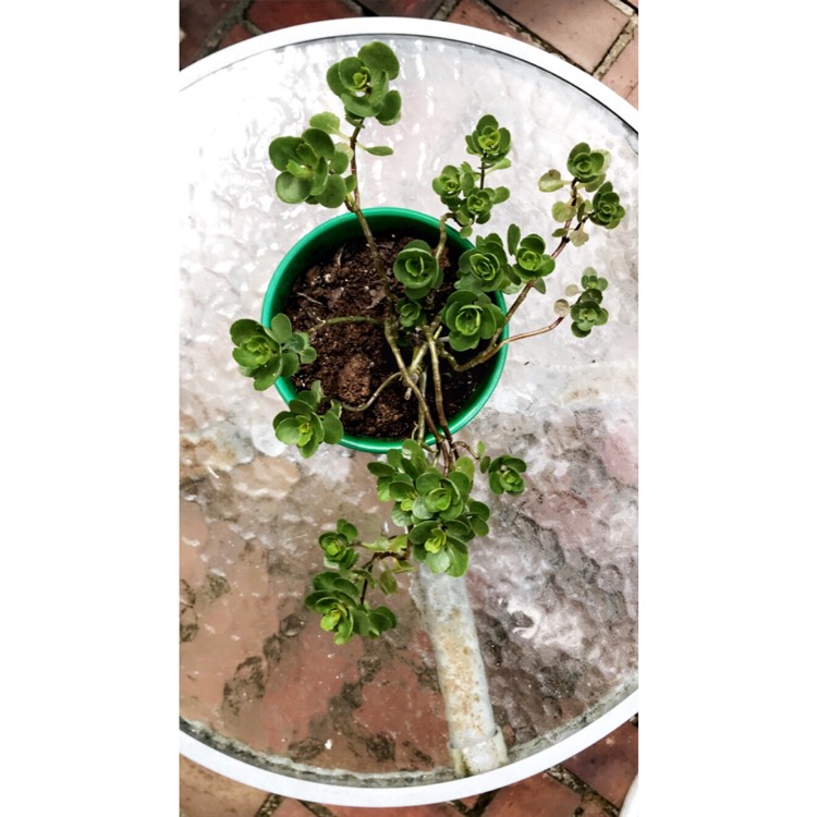 plant image 1519984