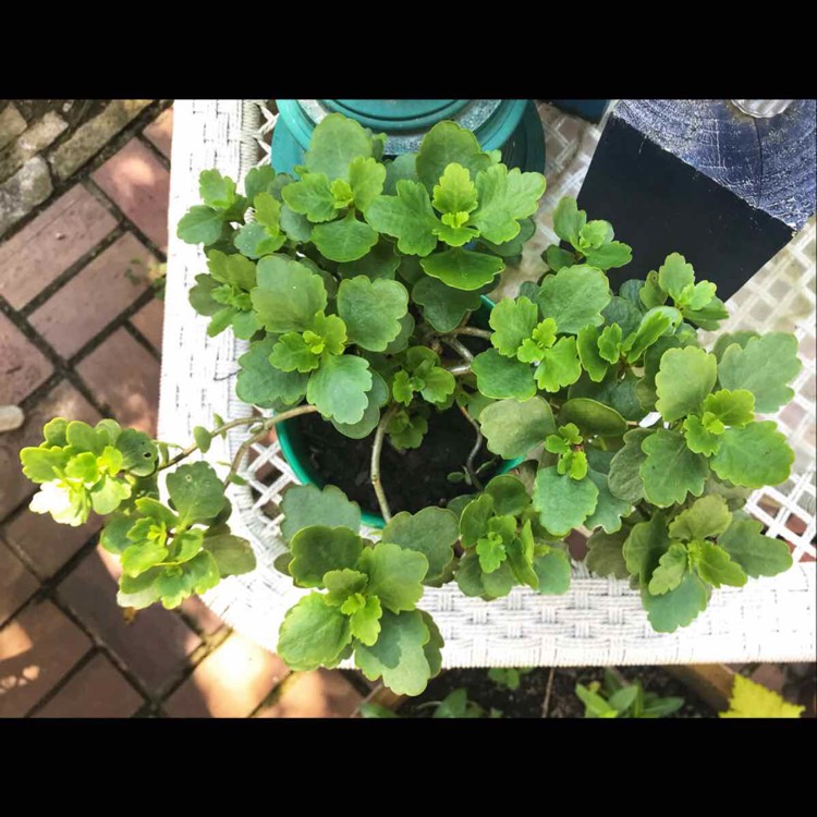 plant image 1536833