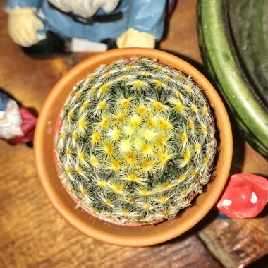 Mammillaria schiedeana