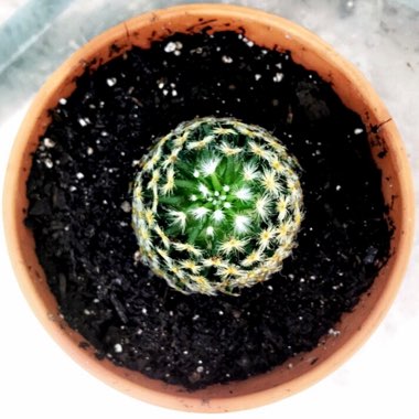 Mammillaria schiedeana