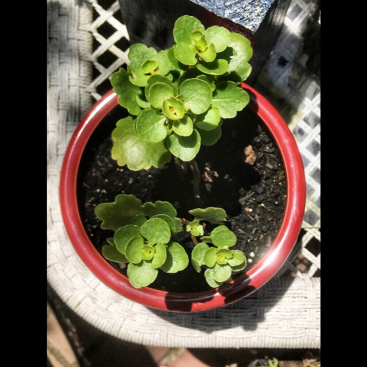 plant image 1601770