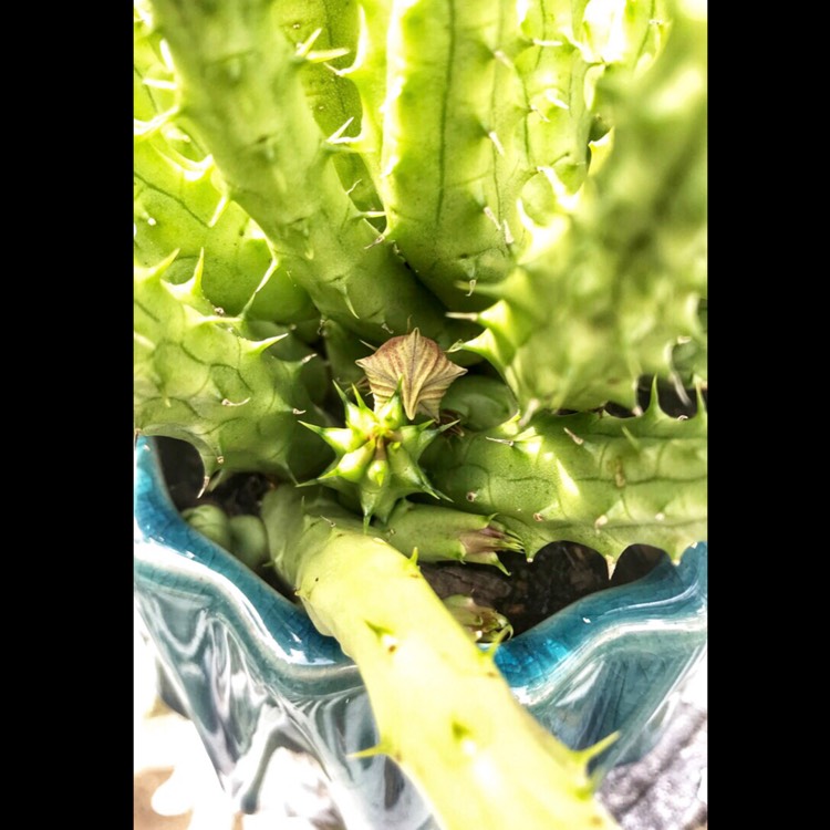 plant image 1618835 plant image 1618835