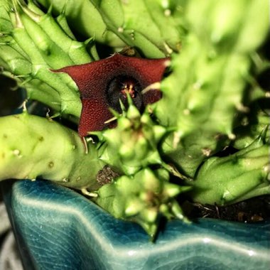 Huernia 'Schneideriana'