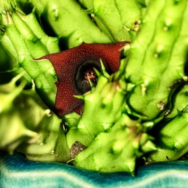 Huernia 'Schneideriana'