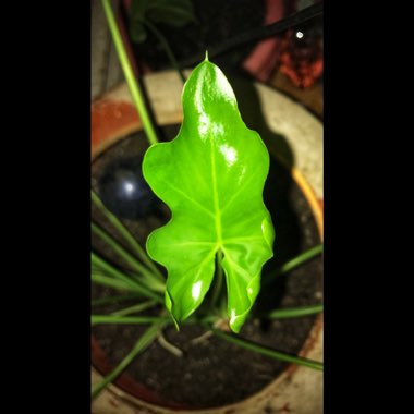 Philodendron Bipinnatifidum