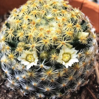 Mammillaria schiedeana