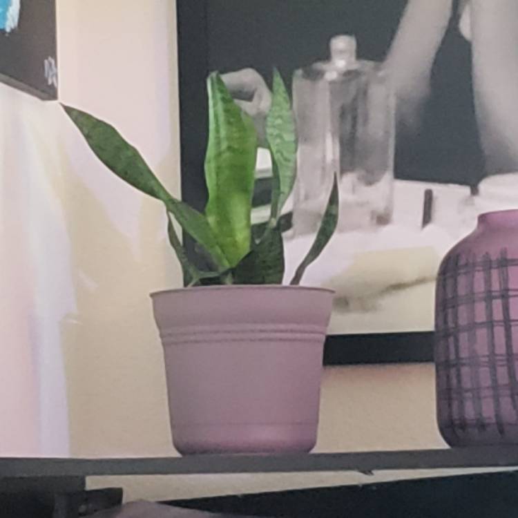 Plant image Sansevieria Black Coral
