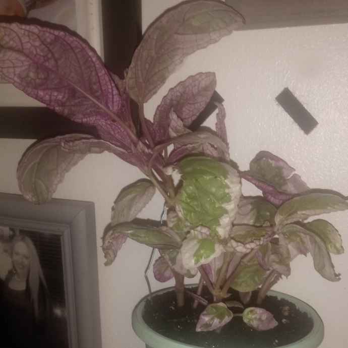 Plant image Hemigraphis alternata 'Snow White'
