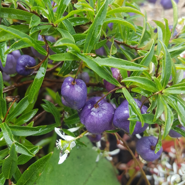 plant image 1134672