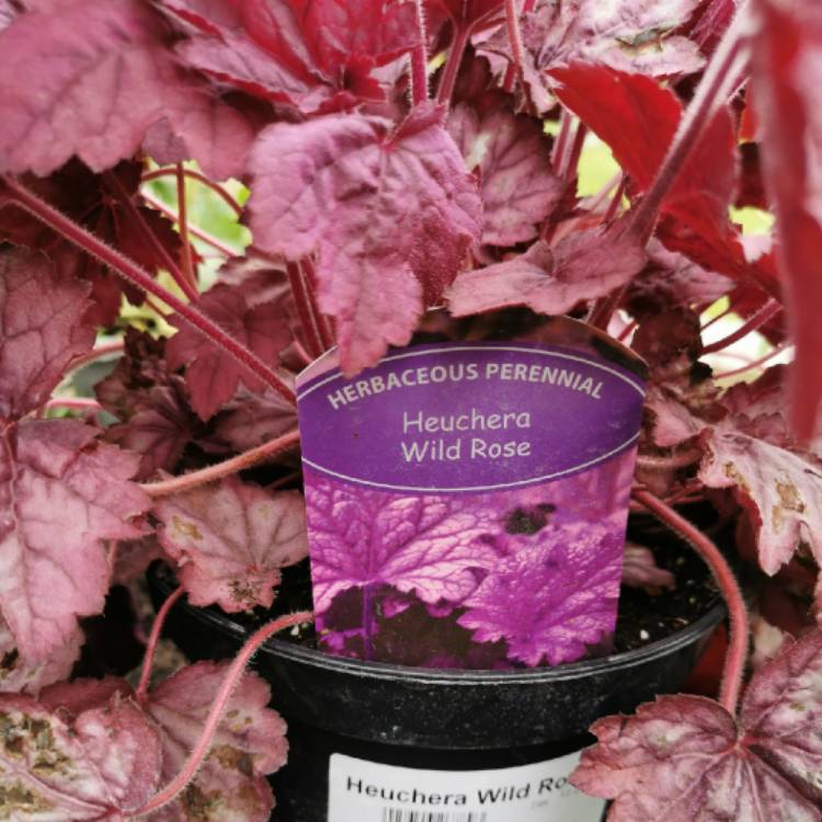 Plant image Heuchera Wild Rose