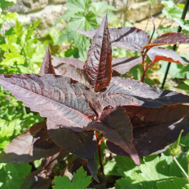Plant image Persicaria